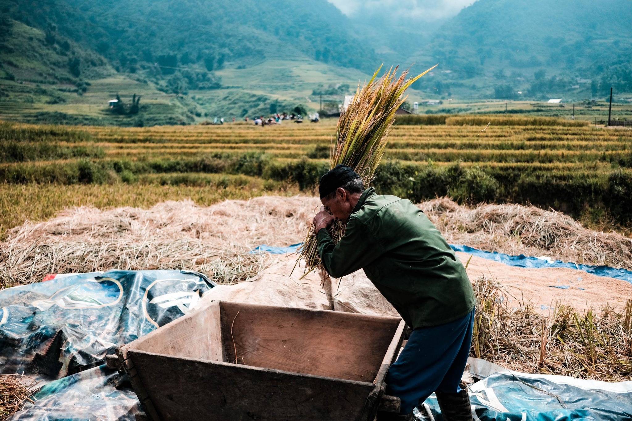 Sapa mùa lúa chín đẹp nhất trong năm