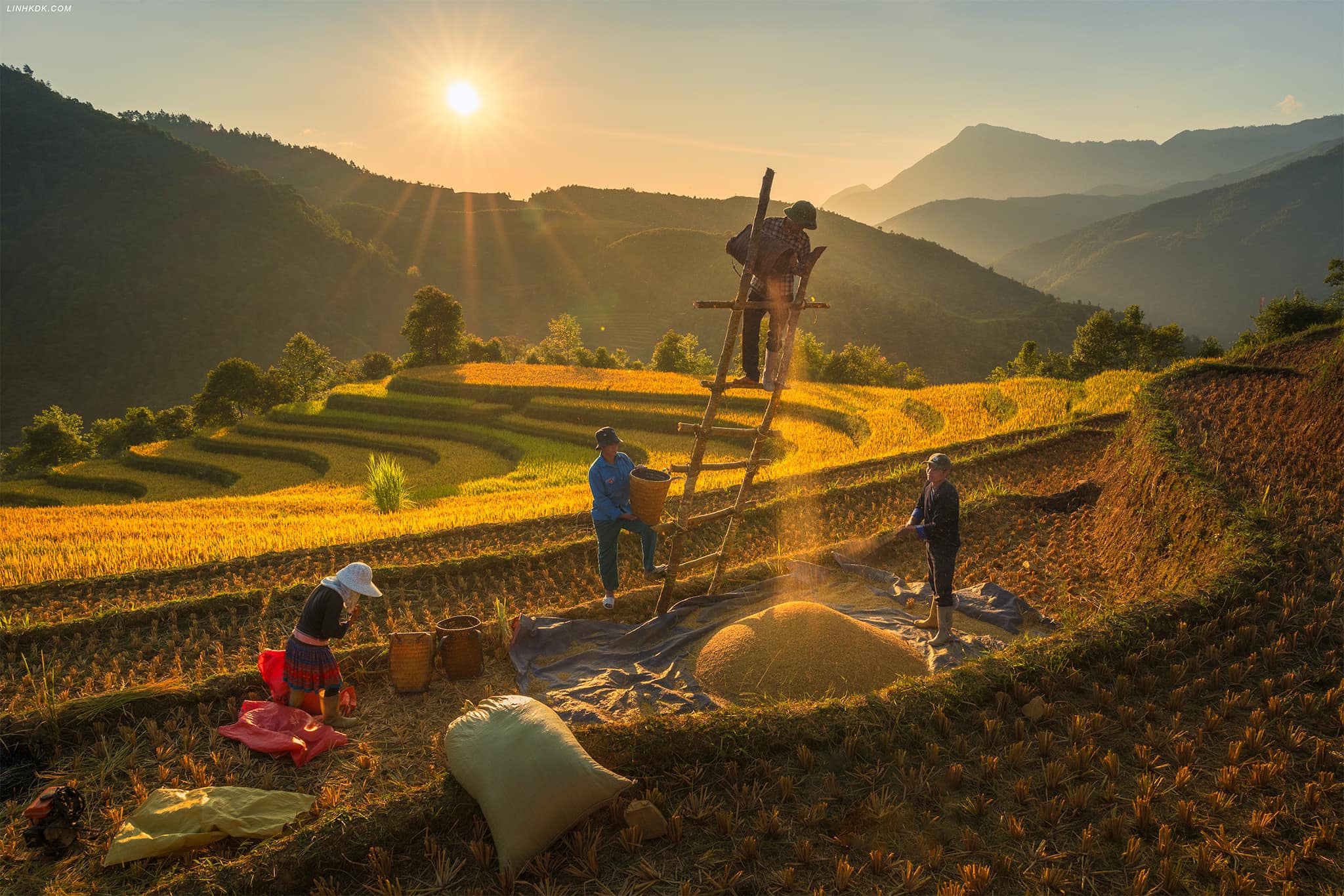 Sapa mùa lúa chín đẹp nhất trong năm